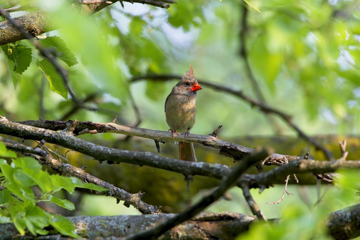 A small, crested bird with brownish plumage is perched on a thick, natural branch. The setting is outdoors, surrounded by lush, green foliage, which occupies the background.